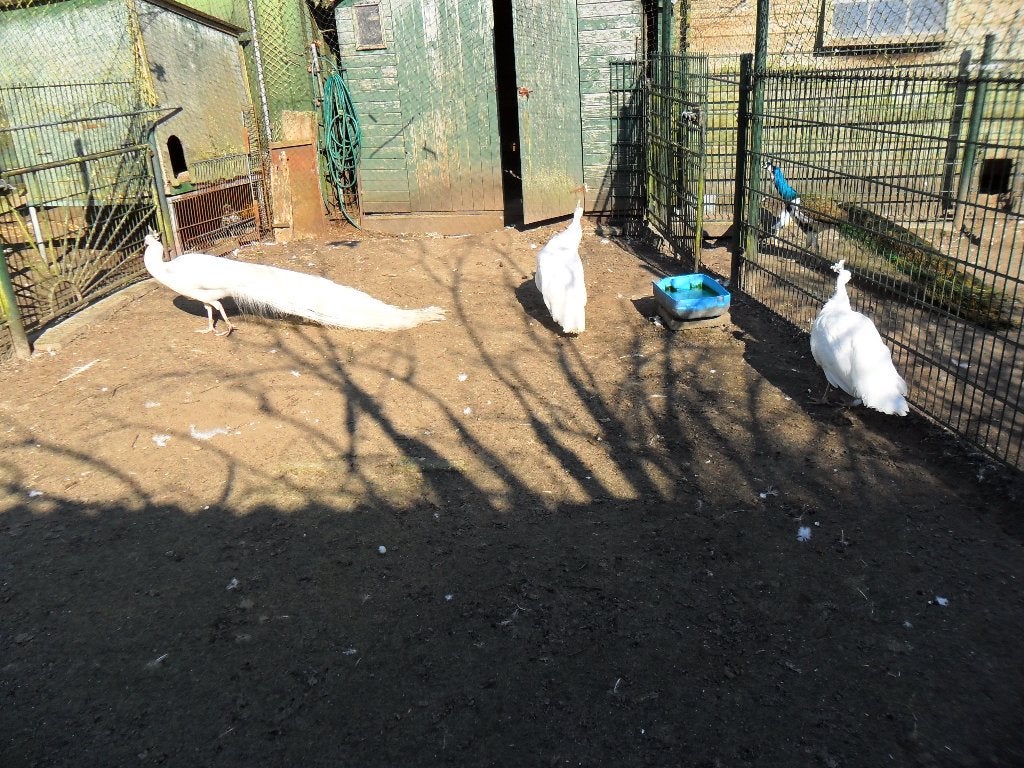 PAUW  BROEDEIEREN., Dieren en Toebehoren, Meerdere dieren, Overige soorten