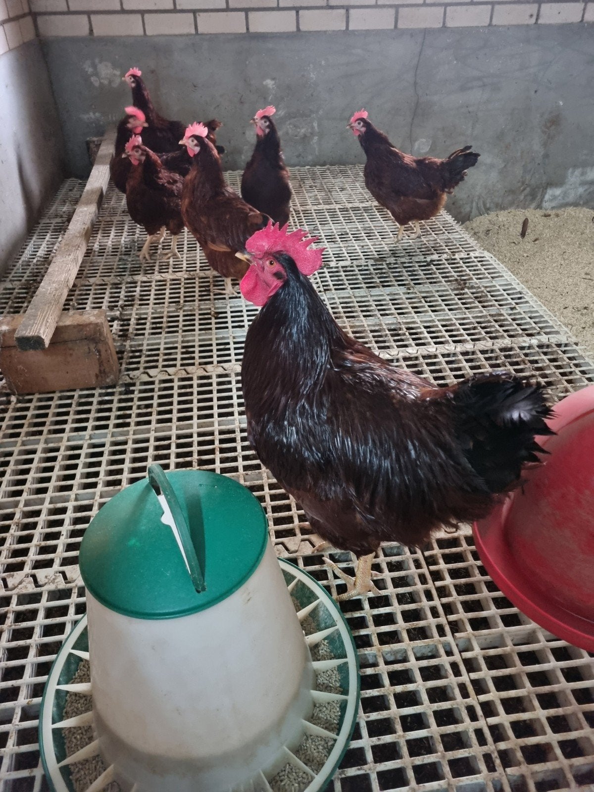 Foktoom Rhode island red, Dieren en Toebehoren, Pluimvee, Meerdere dieren, Kip