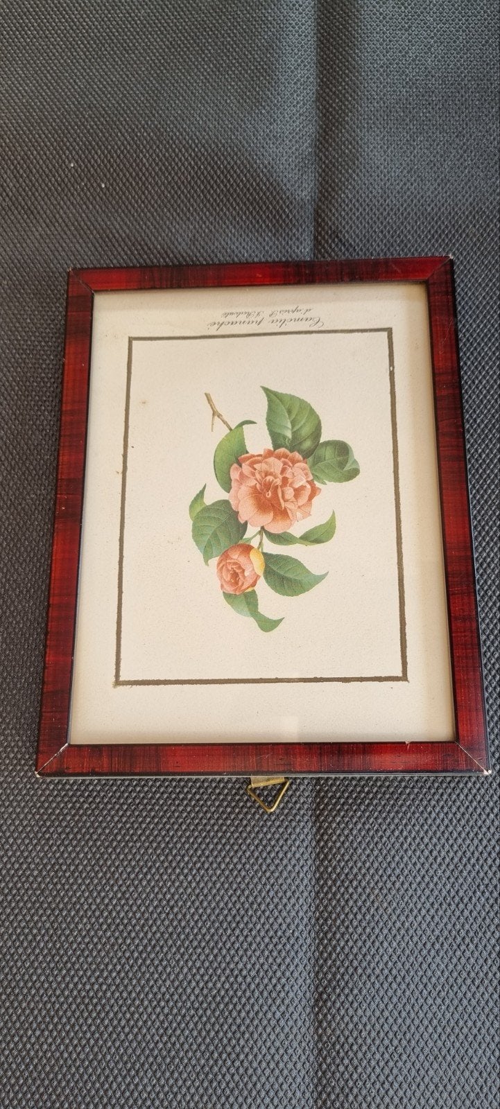 Ingelijste botanische print: Camellia Panache, Antiek en Kunst, Kunst | Tekeningen en Foto's, Ophalen of Verzenden, Print, Print/reproductie