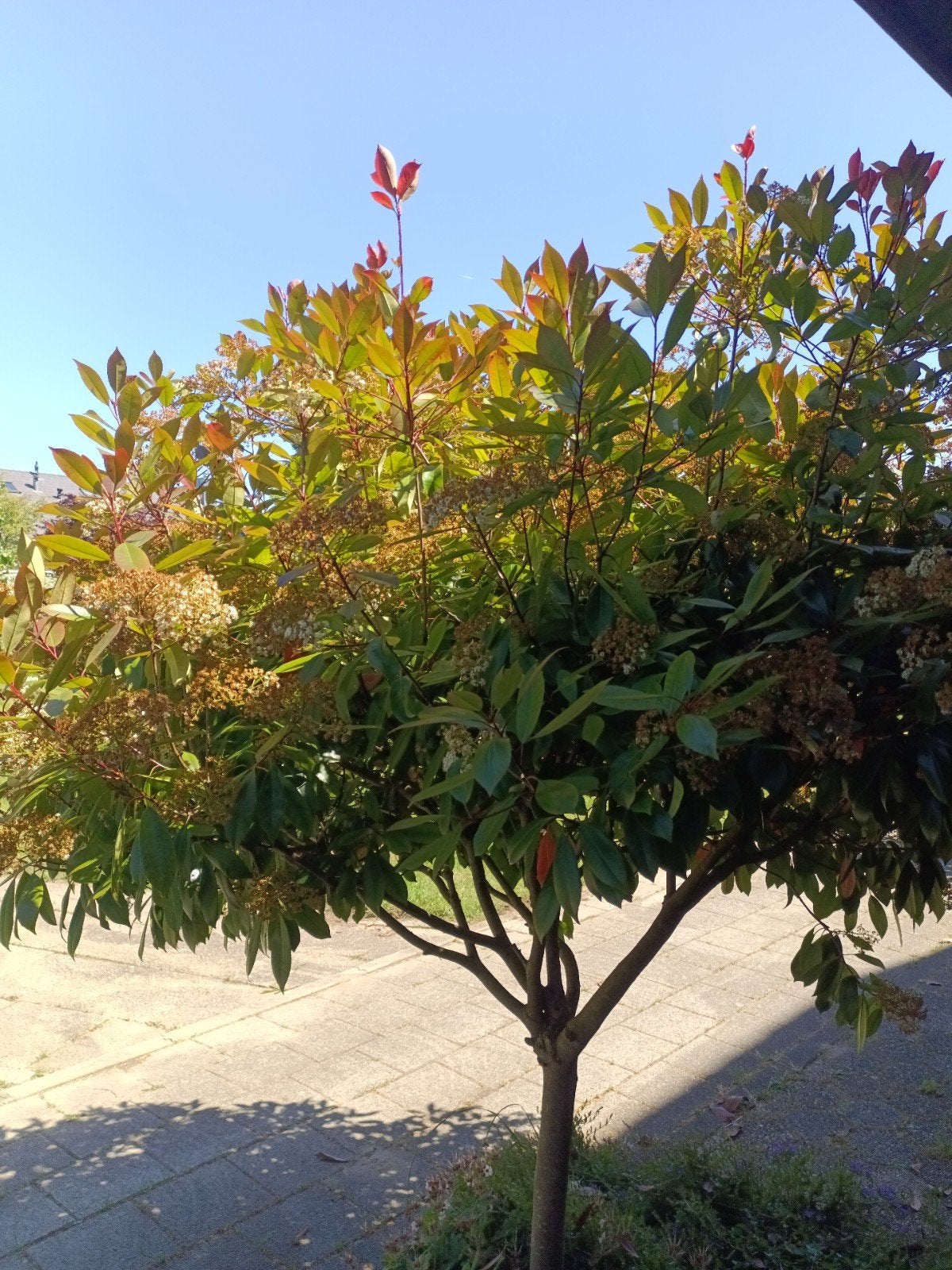 Gratis Glansmispel (Photinia) op te halen, Ophalen