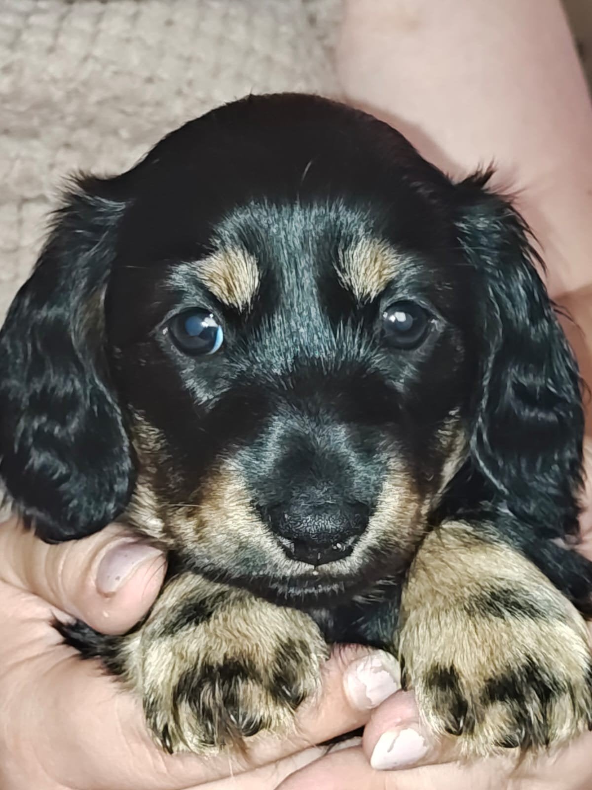 Langhaar kleine dwergteckel pups - Teefjes, Dieren en Toebehoren, Honden | Teckels en Dashonden, Parvo, 8 tot 15 weken, Dwerg