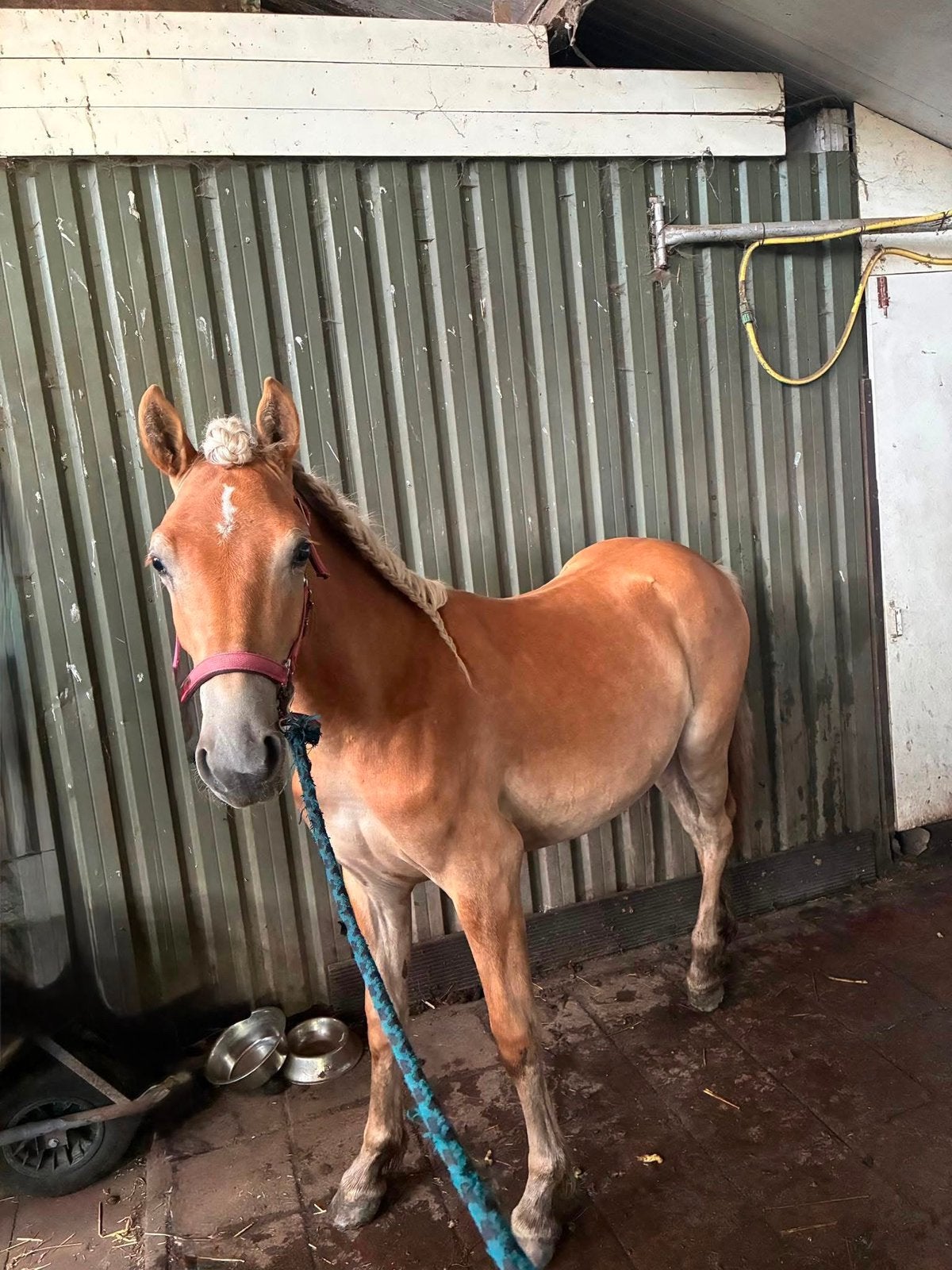 Haflinger merrie, Dieren en Toebehoren, Merrie, Minder dan 160 cm, Recreatiepaard, 3 tot 6 jaar