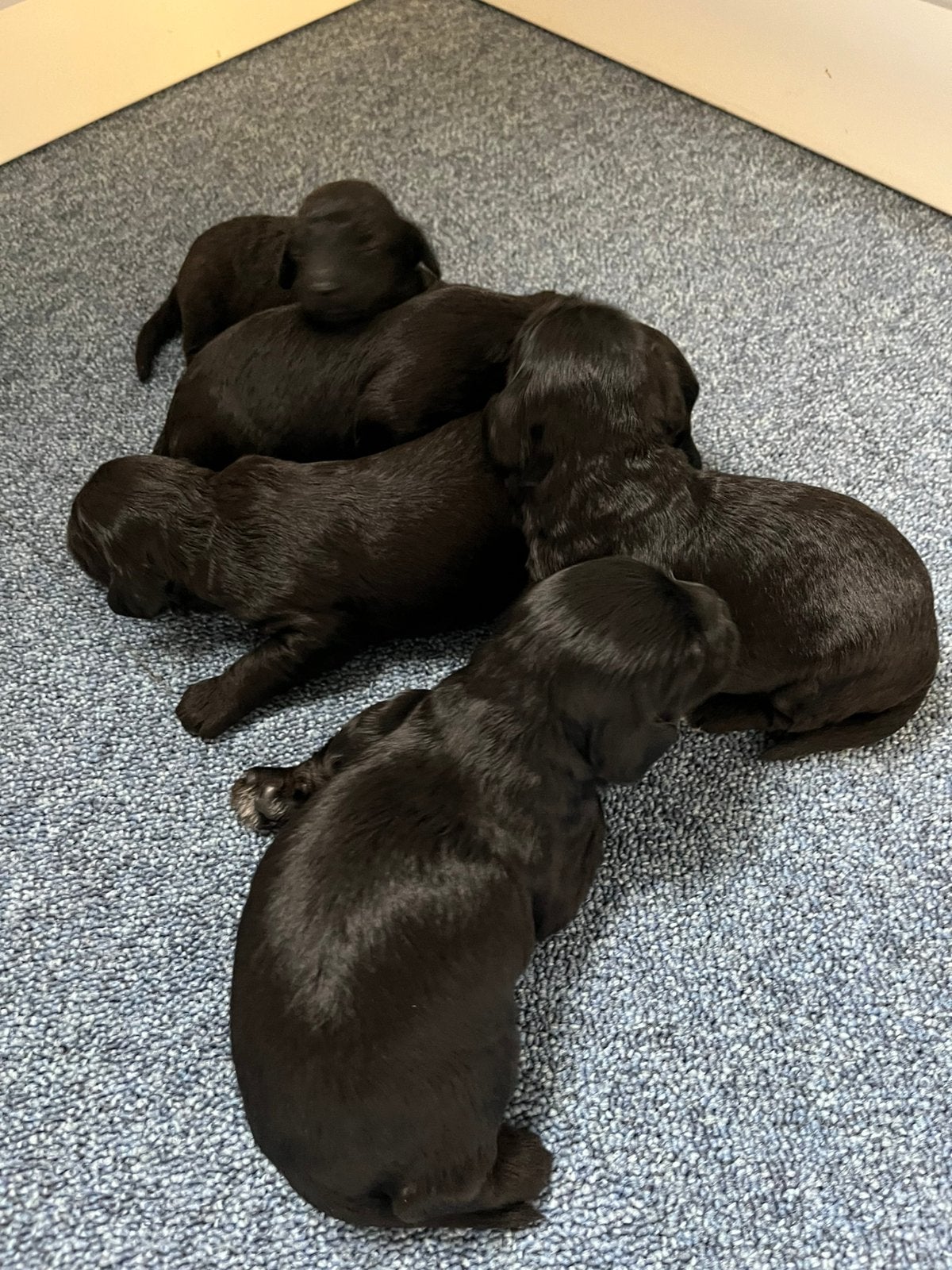 Labradoodle mini, Parvo, Overige rassen, 8 tot 15 weken, Meerdere