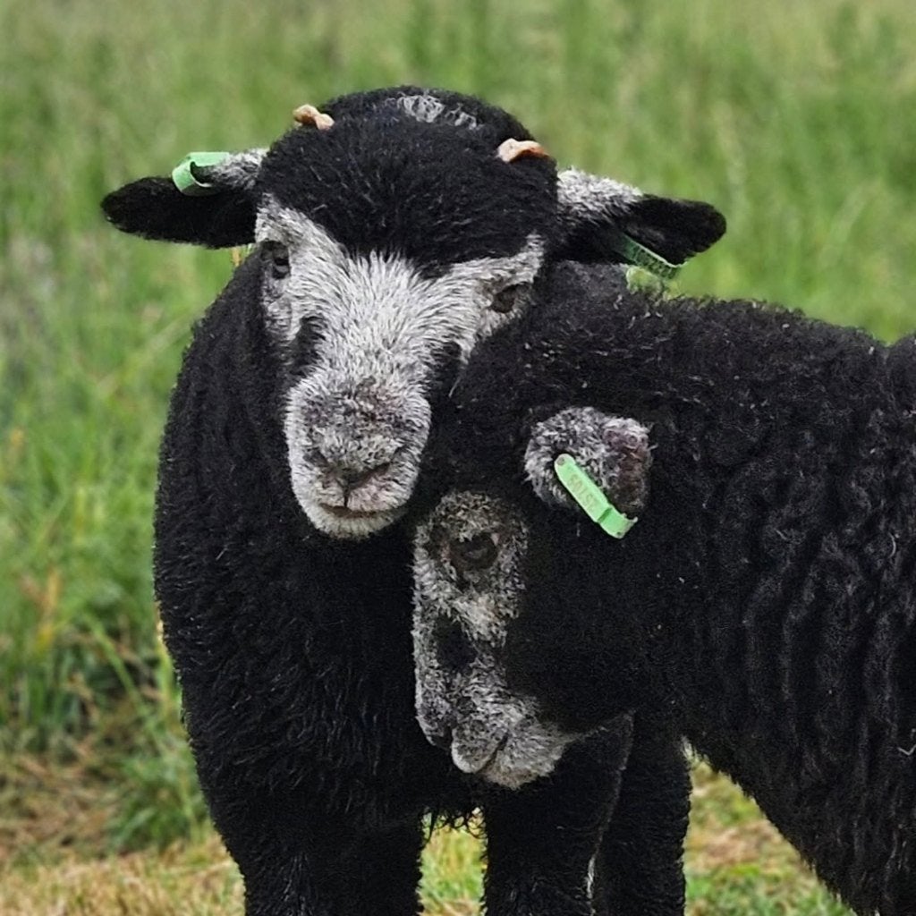 Herdwick schapen, Dieren en Toebehoren, Meerdere dieren, Schaap, 0 tot 2 jaar