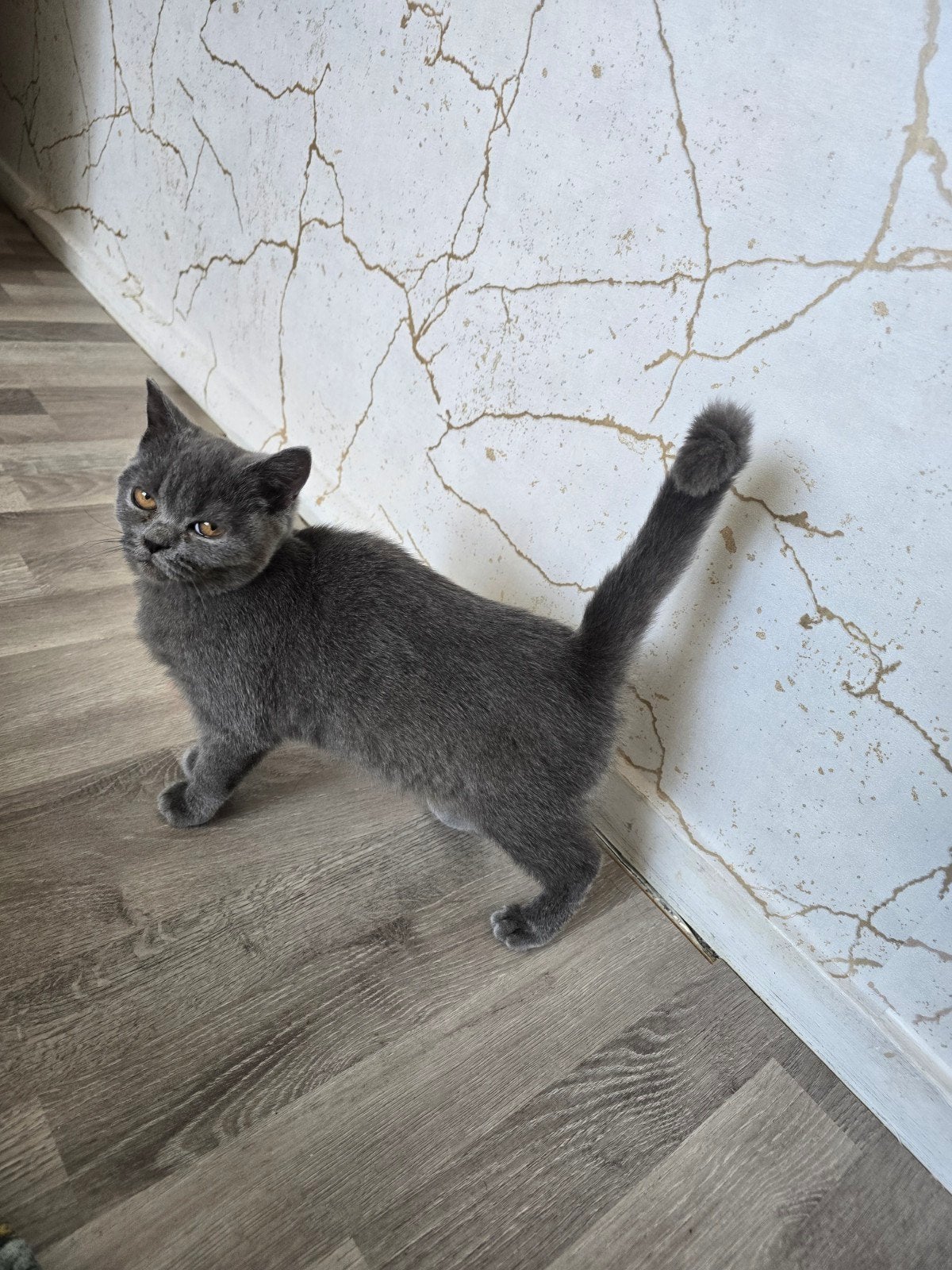 Britse korthaar poesje 4 manden oud, Dieren en Toebehoren, Katten en Kittens | Overige Katten, Poes