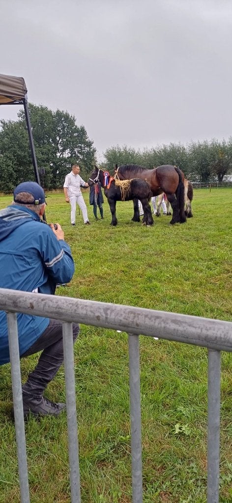 Trekpaard veulen, Met stamboom, Niet van toepassing, 0 tot 2 jaar, Hengst