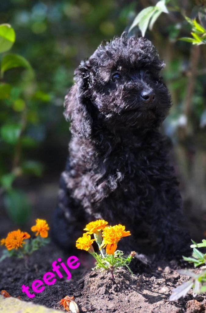 💙🩷 mooie kleine doodl pups mogen verhuizen 💙🩷, Dieren en Toebehoren, Parvo, Overige rassen, 8 tot 15 weken, Meerdere