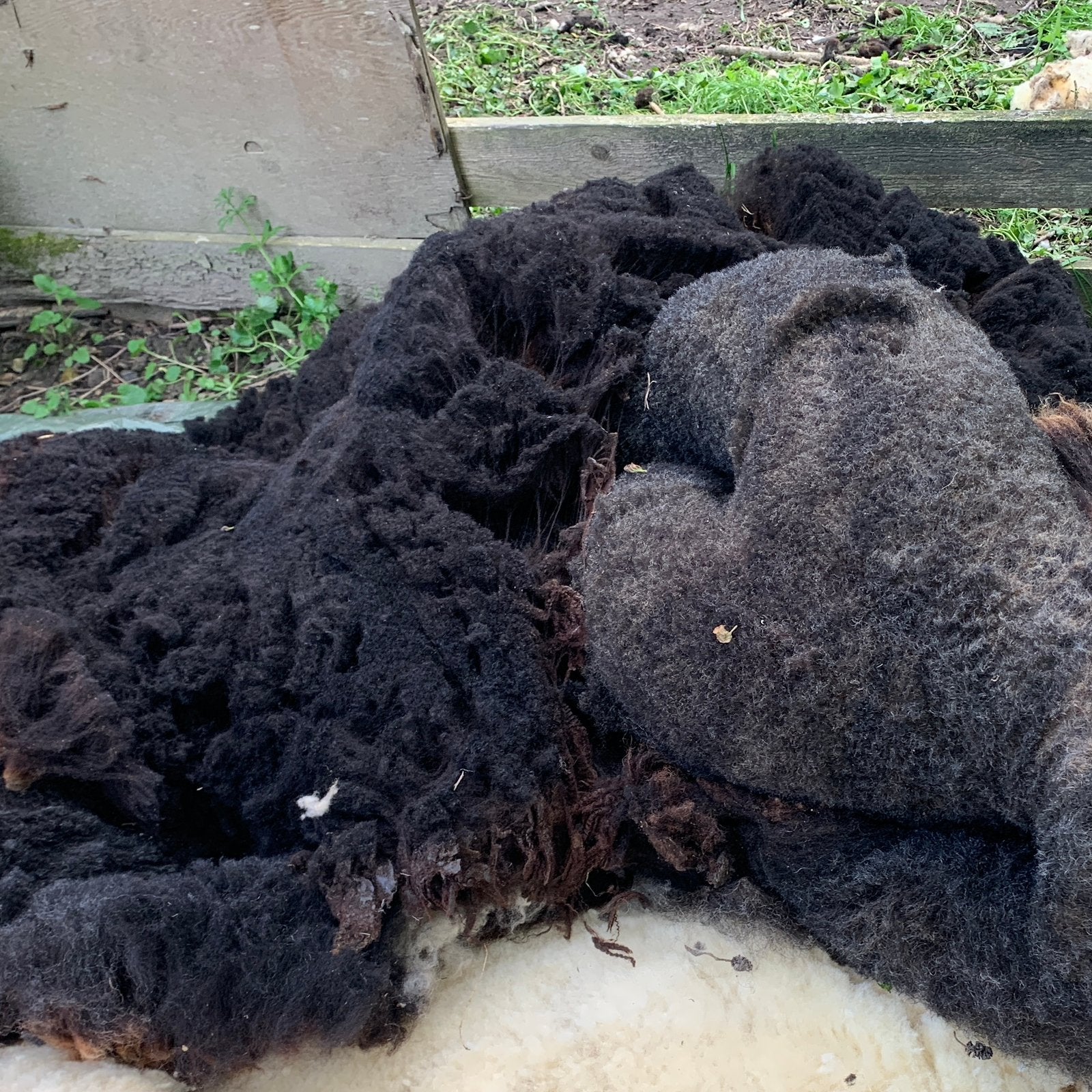 2 Zwarte / bruine schapenwol,schapenvacht,net geschoren, Vrouwelijk, Schaap
