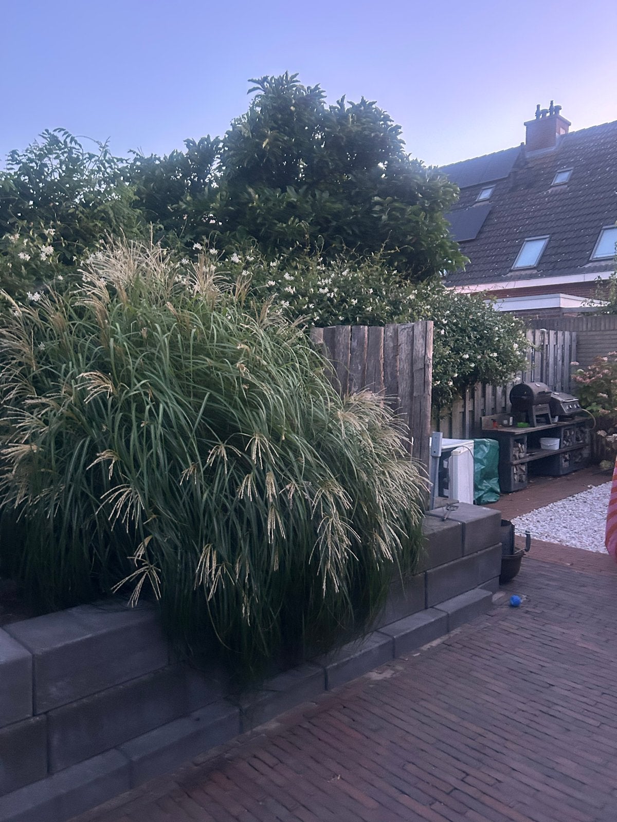 Siergras - Prachtig en onderhoudsvriendelijk, Ophalen, Volle zon, Vaste plant, Siergrassen