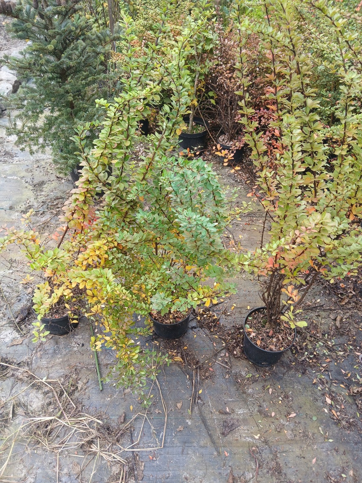 haagplant 60-80cm, Ophalen, Overige soorten, Haag, Minder dan 100 cm