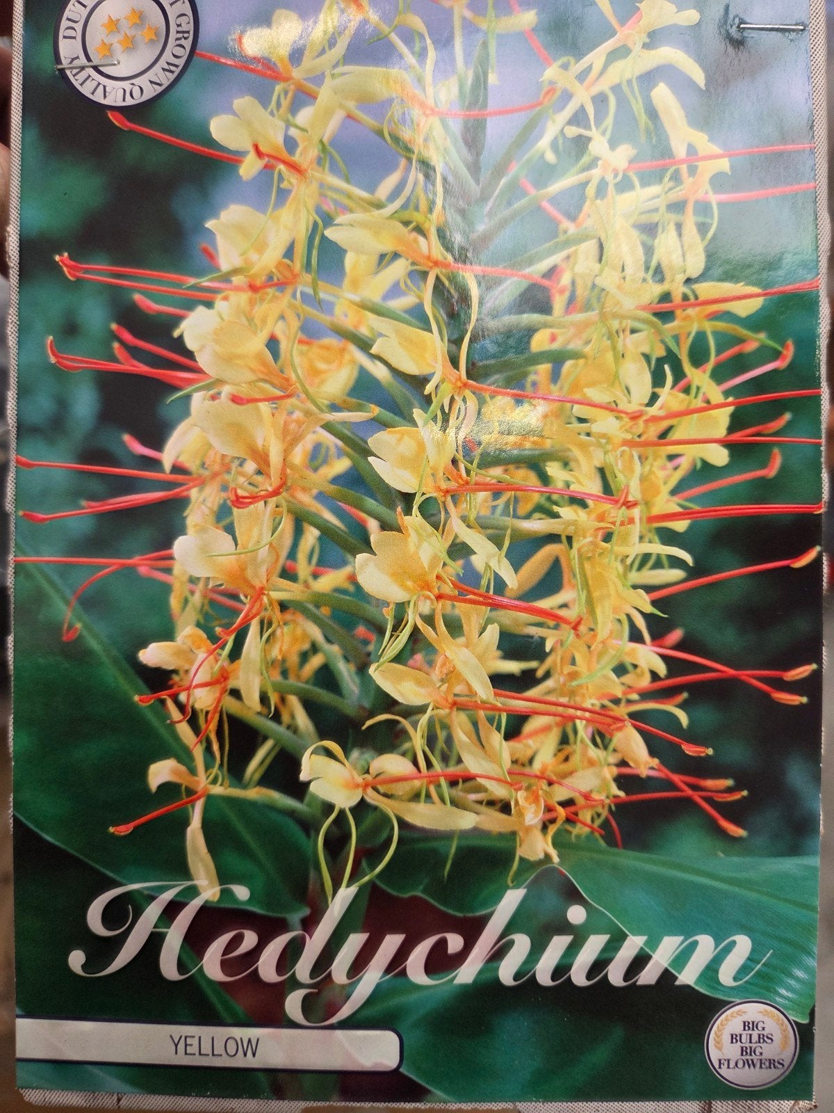 Hedychium Geel - Prachtige Gele Gemberlelie, Ophalen of Verzenden, Voorjaar, Volle zon, Wortelstok