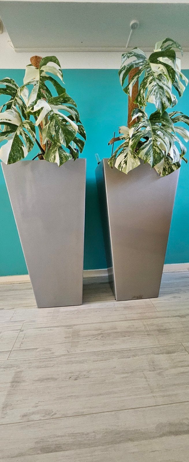 2 x  Monstera Variegata Albo planten in stijlvolle potten, Ophalen of Verzenden