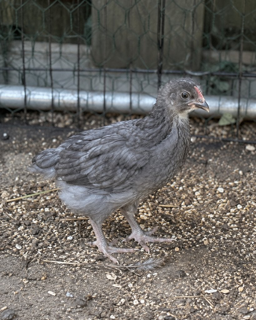 Kuikens, Meerdere dieren, Kip