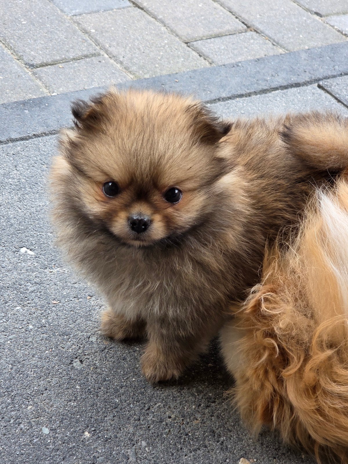 Ini mini pomeriaan pupje, Dieren en Toebehoren, Honden | Chihuahua's en Gezelschapshonden, 8 tot 15 weken, Eén hond, Nederland