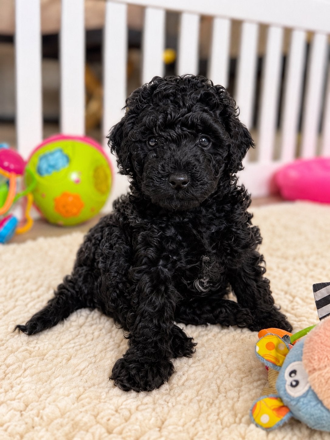 🐾🐻❤️ Mini Australian Labradoodle, mag verhuizen, CDV (hondenziekte), 8 tot 15 weken, Eén hond, Nederland