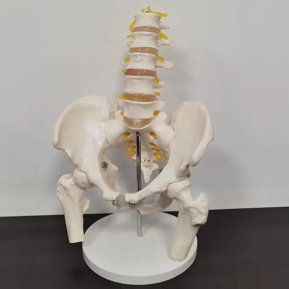 Lendenwervels En Bekken Menselijk Anatomie Model / School, Diversen, Schoolbenodigdheden, Nieuw, Verzenden
