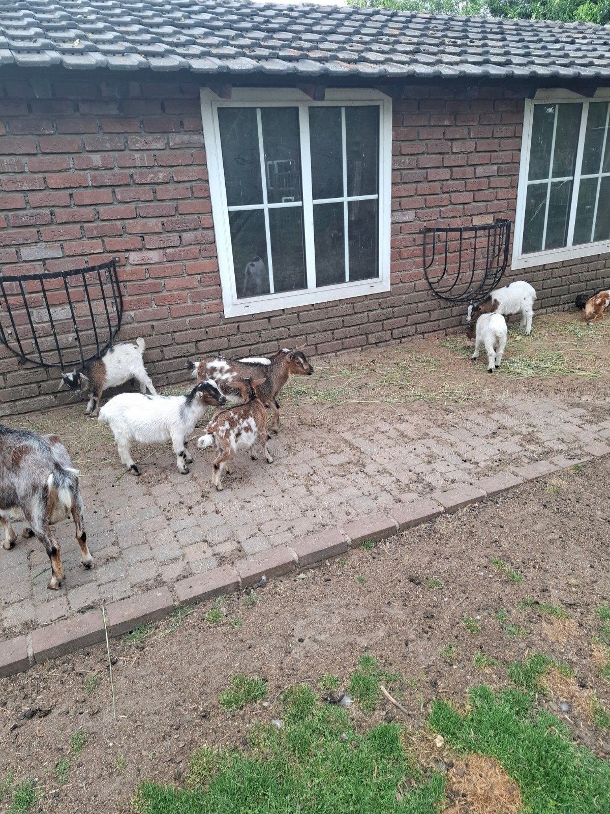 Dwerggeiten, Dieren en Toebehoren, Schapen, Geiten en Varkens, Mannelijk, Geit