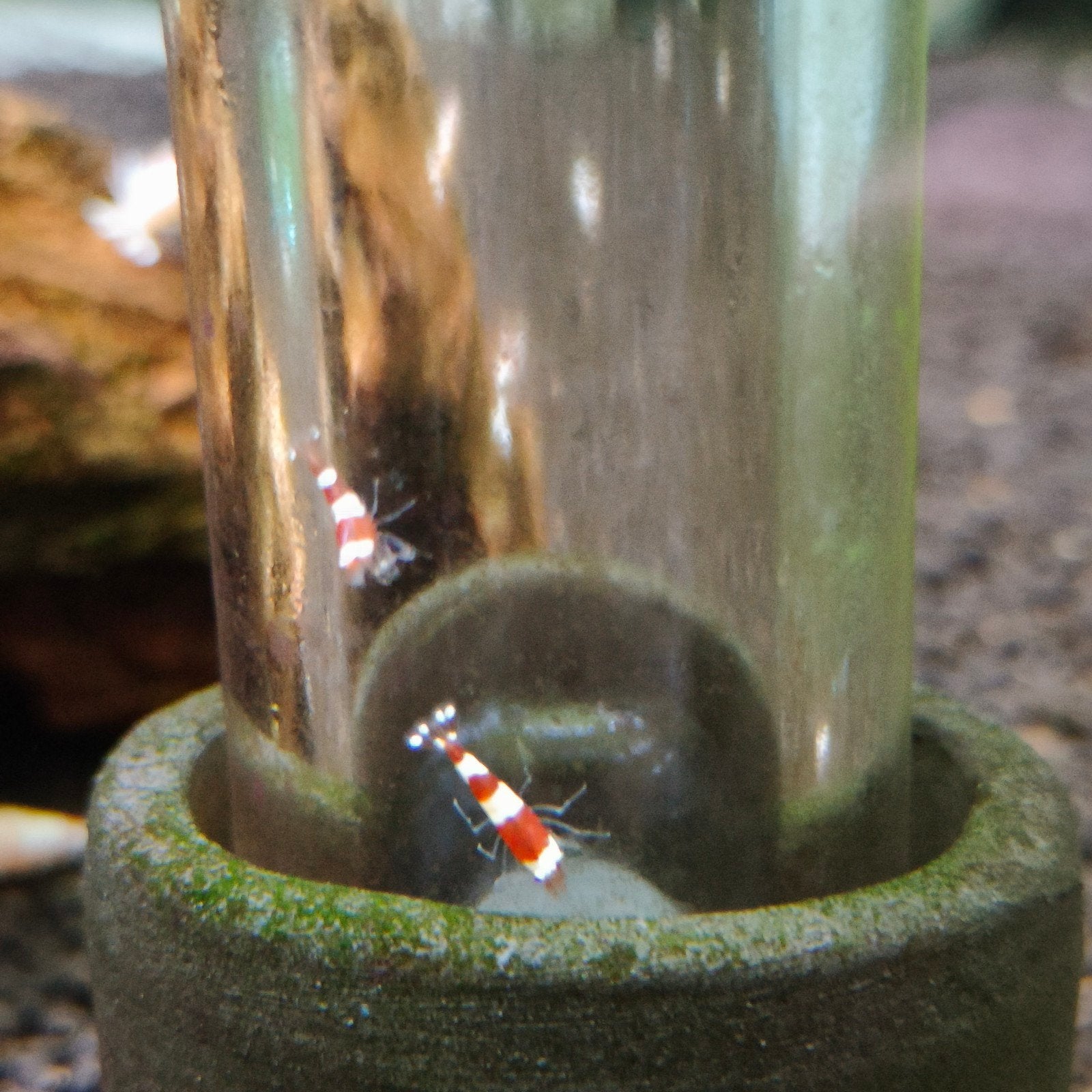 Crystal Red garnalen (pure red line) groep, Kreeft, Krab of Garnaal, Zoetwatervis