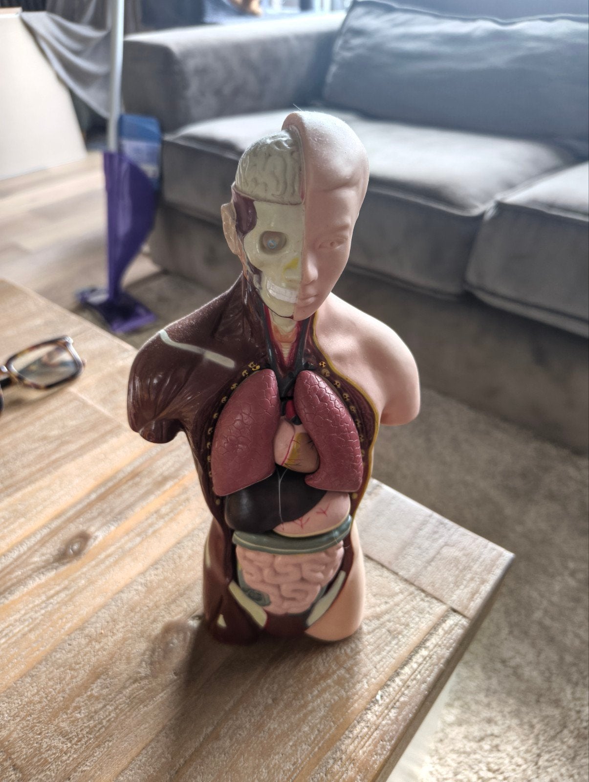 Menselijk Torso Model - Anatomie Educatief Model, Diversen, Ophalen