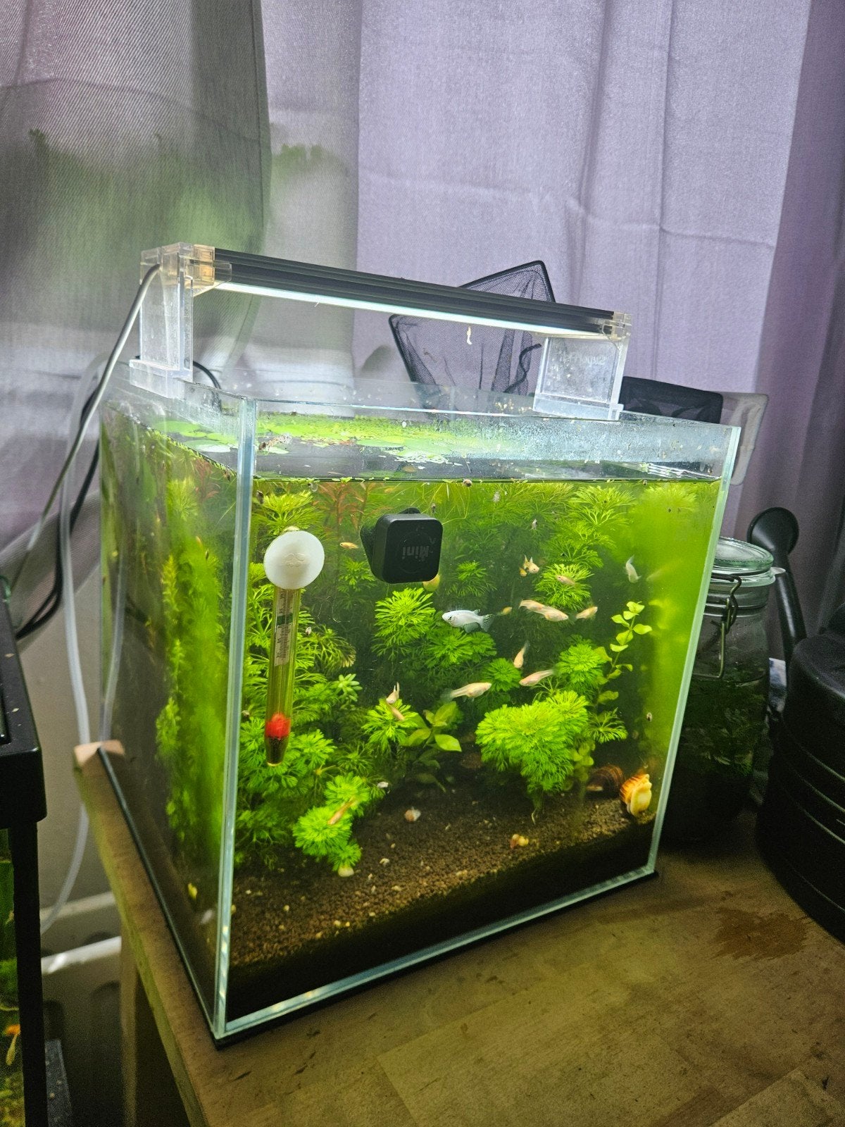 Volledig ingericht aquarium eventueel incl planten/dieren, Dieren en Toebehoren, Vissen | Aquaria en Toebehoren, Ophalen, Inclusief vissen