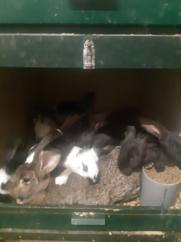 Jonge konijnen, Meerdere dieren, Groot