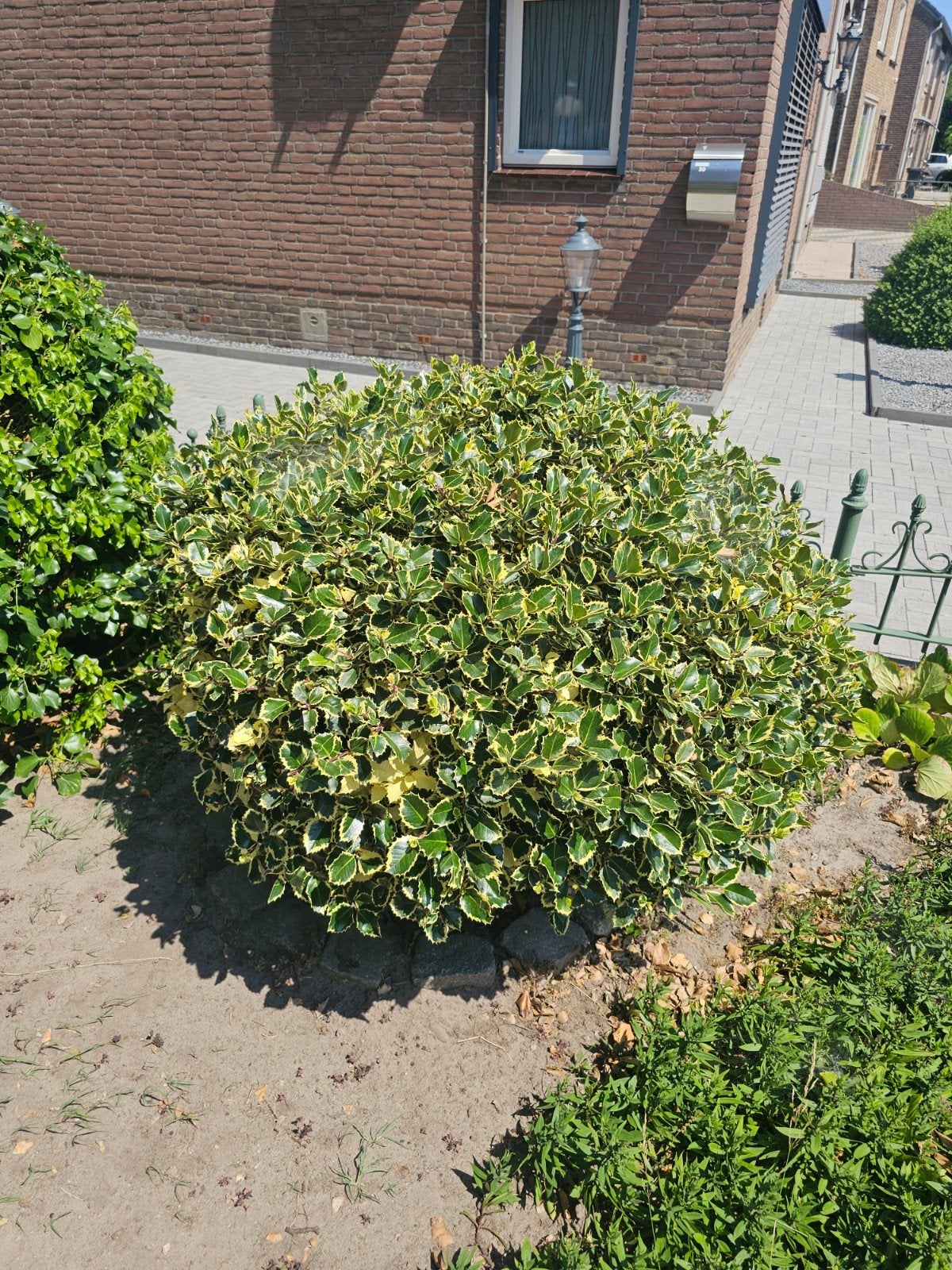 Bonte hulst, Tuin en Terras, Planten | Struiken en Hagen, Ophalen, Hulst, Minder dan 100 cm