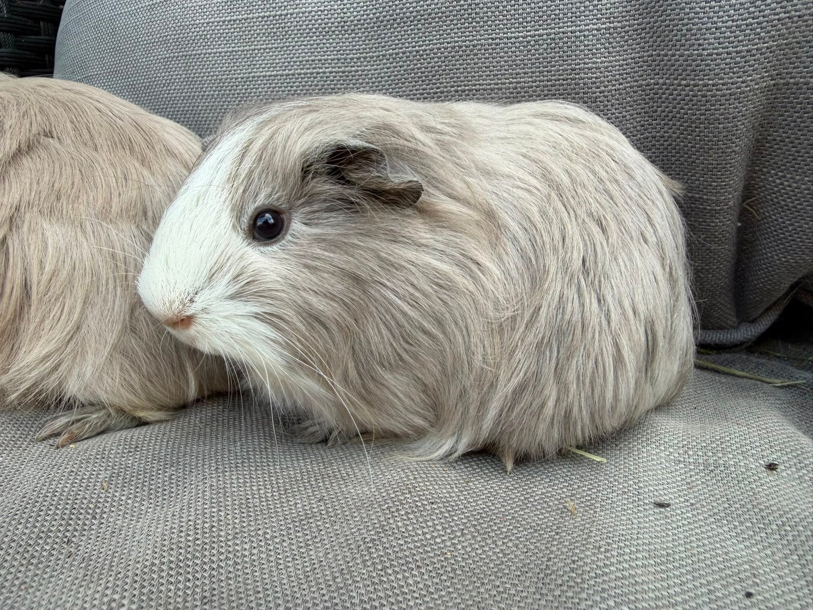 Foto 8 van Jonge langharige cavia’s Sheltie Coronet Tessel Merino