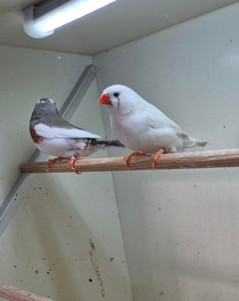 Koppels zebravinken, Meerdere dieren, Tropenvogel, Geringd