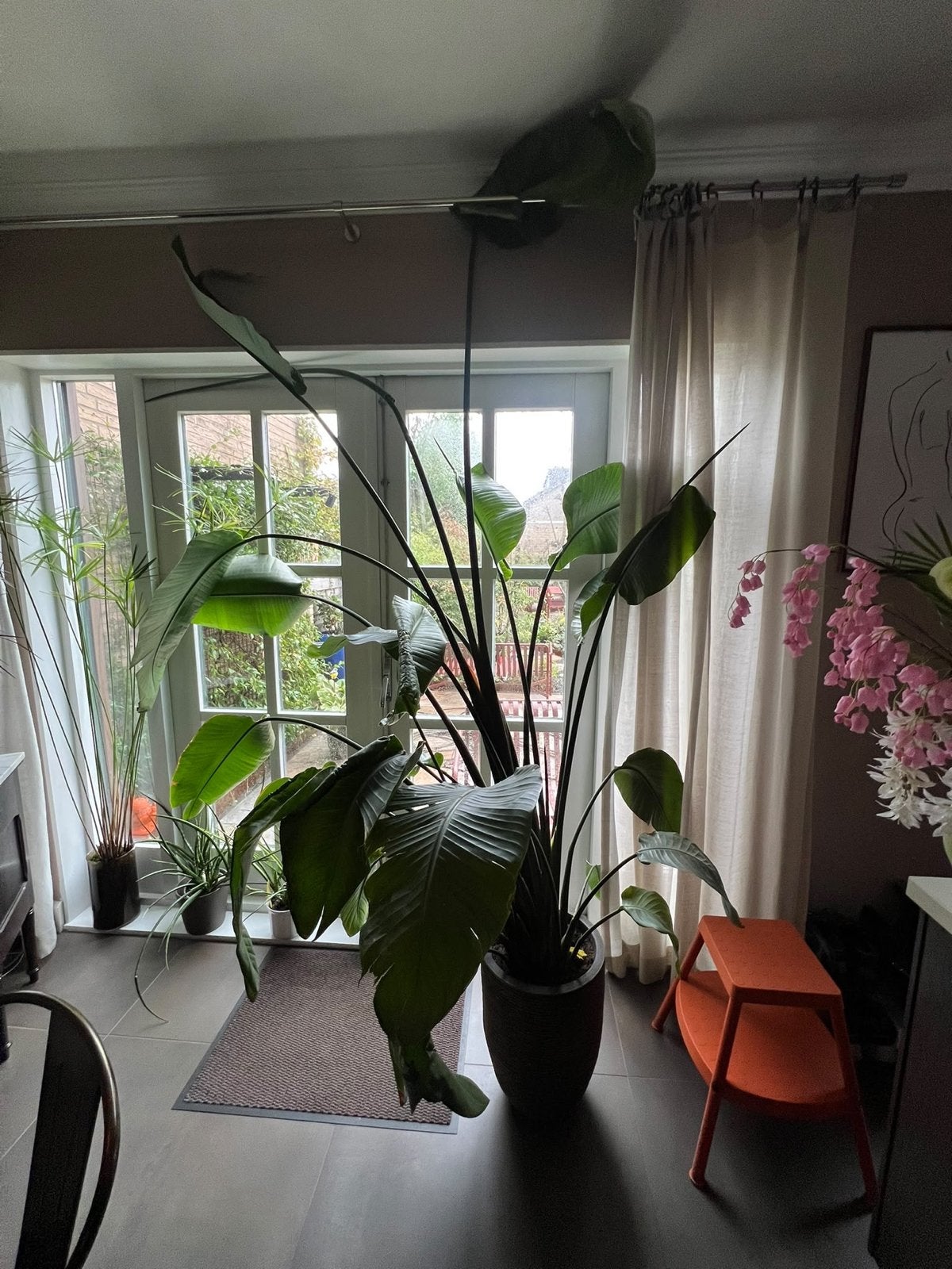 Grote Strelitzia Nicolai (Paradijsvogelplant) met pot, Ophalen, Vaste plant, Overige soorten, Volle zon