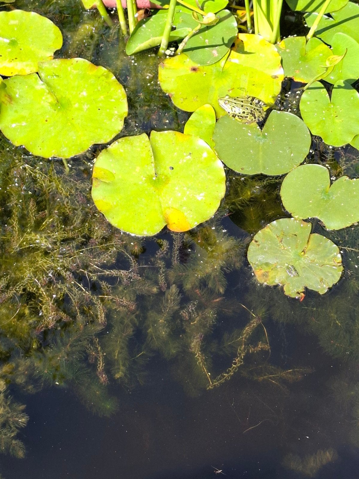 Zuurstofplanten voor in de vijver (Hoornblad & Waterpest), Tuin en Terras, Vijvers, Ophalen of Verzenden
