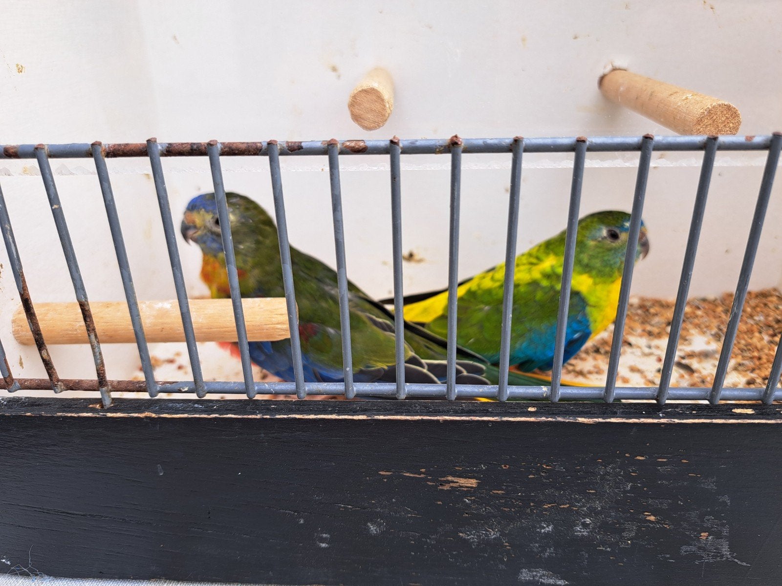 koppel turquoisines., Meerdere dieren, Parkiet, Geringd