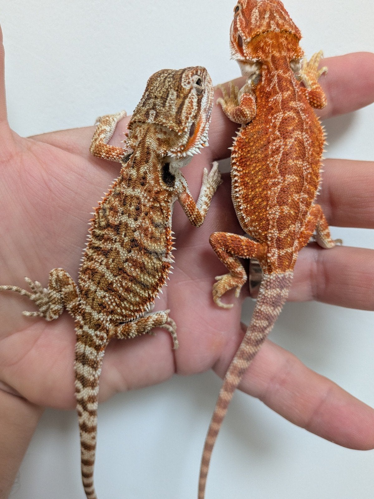 uromastyx, xenagama Taylori, pogona vitticeps Bearded Dragon photo 6
