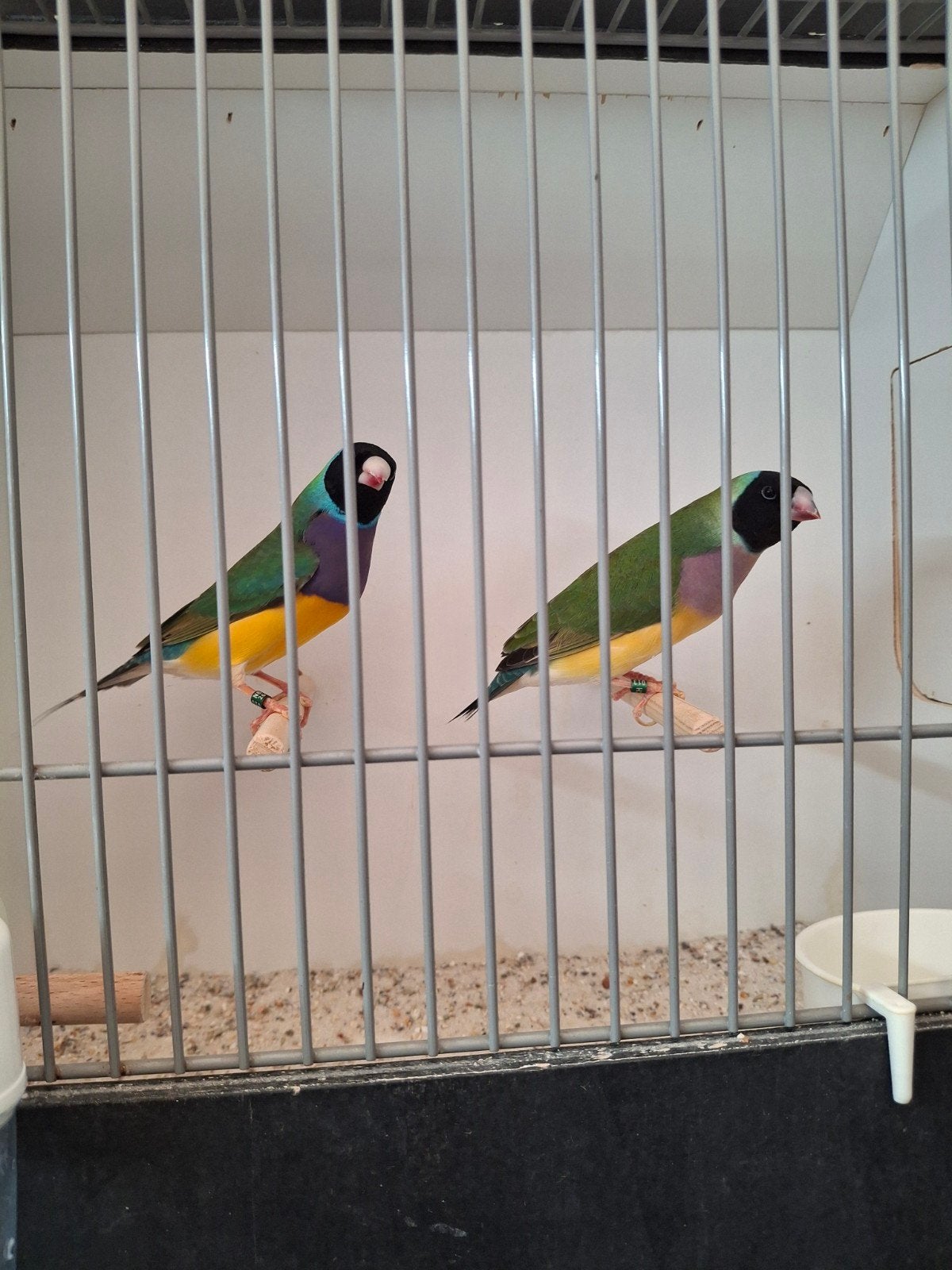 Koppel zwartkop gouldamadines 2026, Meerdere dieren, Tropenvogel, Geringd