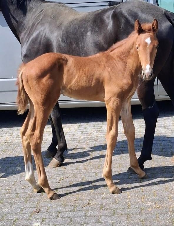 Hengstveulen blue Hors zackery x Totilas, Met stamboom, Dressuurpaard, 0 tot 2 jaar, Hengst