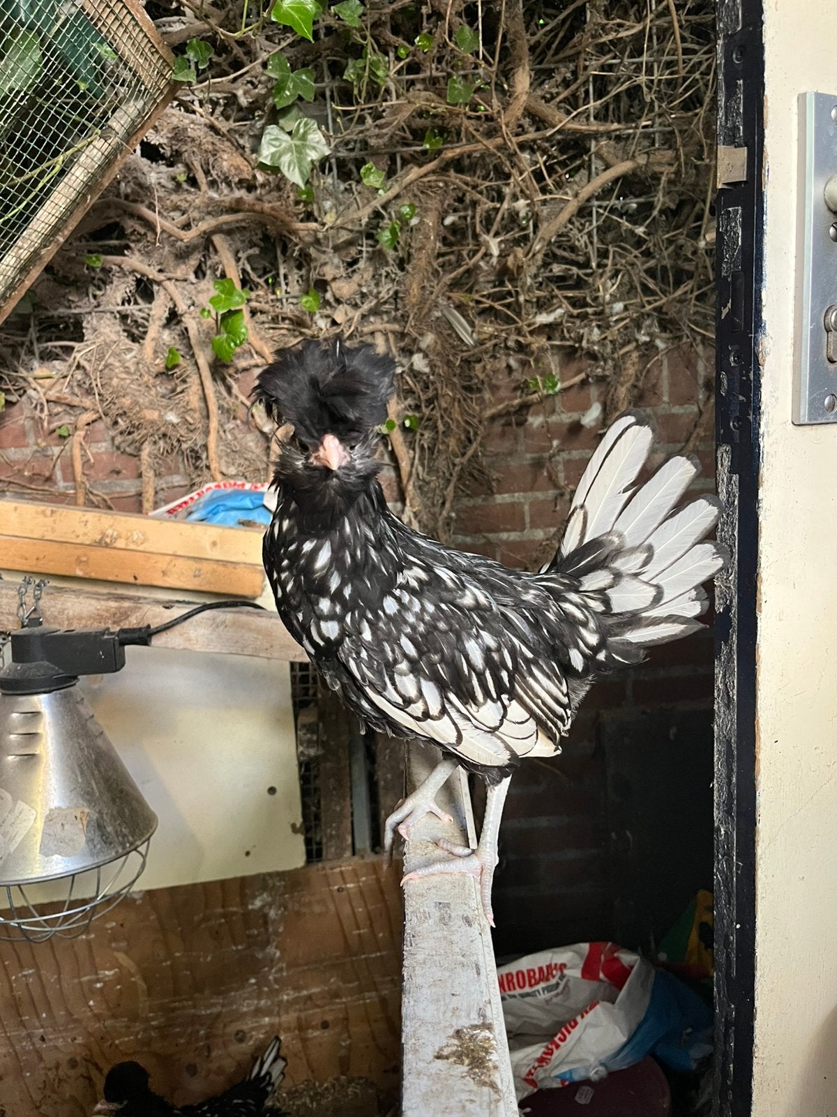 Padua hanen, Dieren en Toebehoren, Pluimvee, Mannelijk, Kip