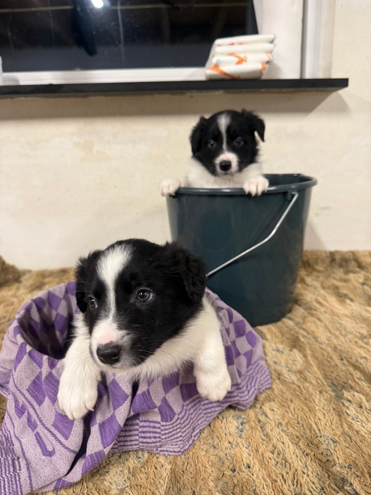 Bordercollie pups geboren 7-9 ‘26, 8 tot 15 weken, Collie, Meerdere, Meerdere dieren