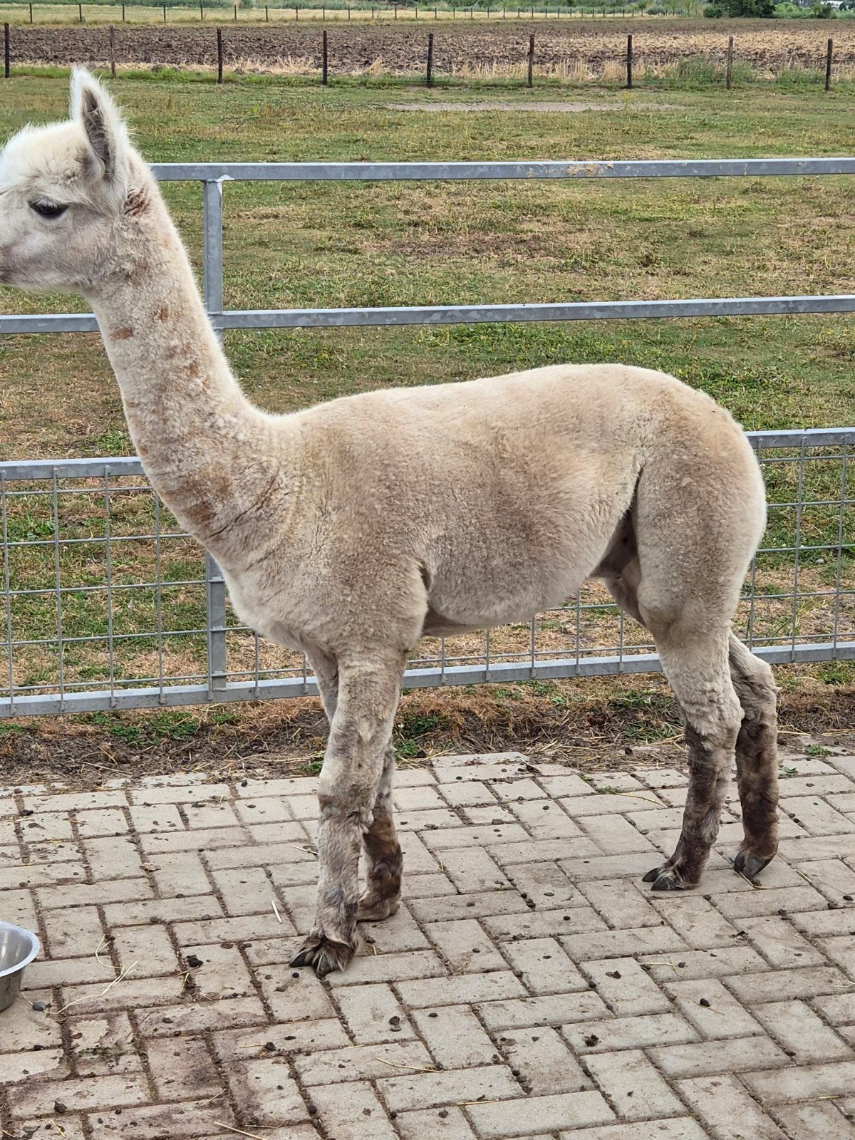 alpaca wol, Ophalen of Verzenden, Spinwol