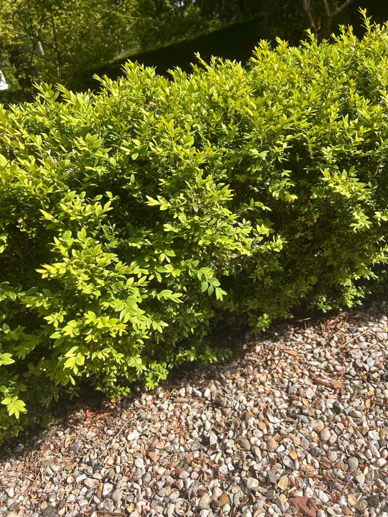 Gezonde Buxus Haag - ca 15 meter, 70cm hoog, Ophalen, Buxus, Haag, Minder dan 100 cm