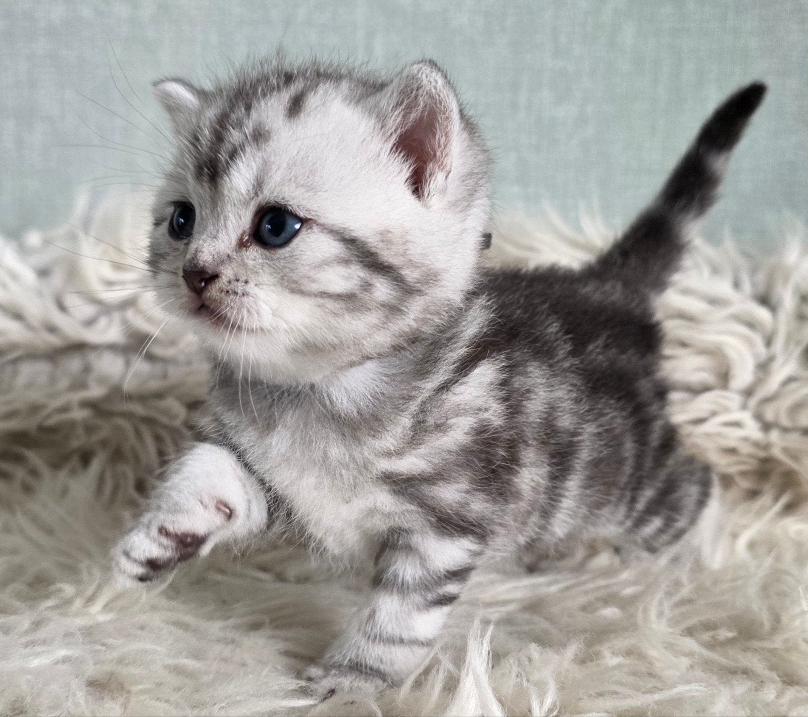 Britse/Brits korthaar kittens black silver tabby blotched, Poes, Ontwormd, 0 tot 2 jaar