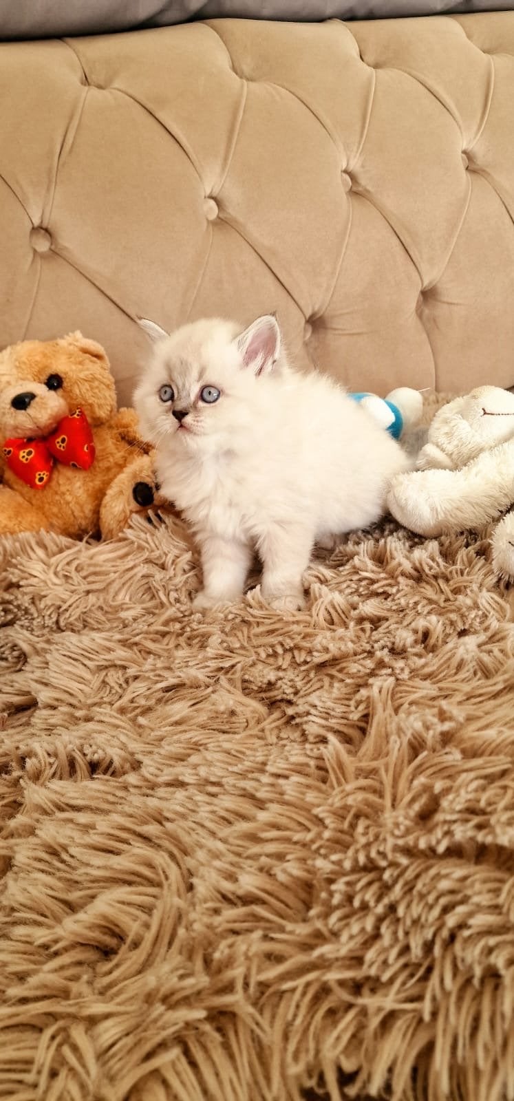 Lang haar kittens, Dieren en Toebehoren, Poes, Langharig, 0 tot 2 jaar