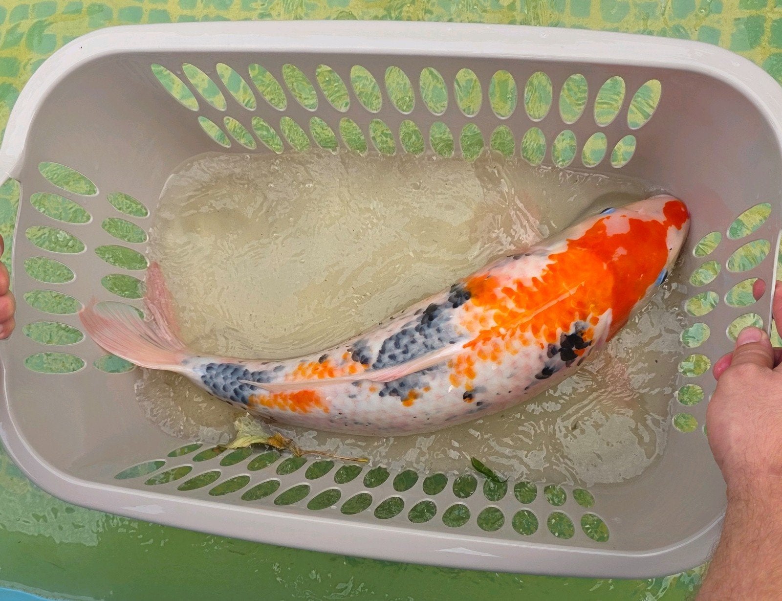 9 Koi's aangebod in diverse kleuren, ook los te koop., Karper of Koi