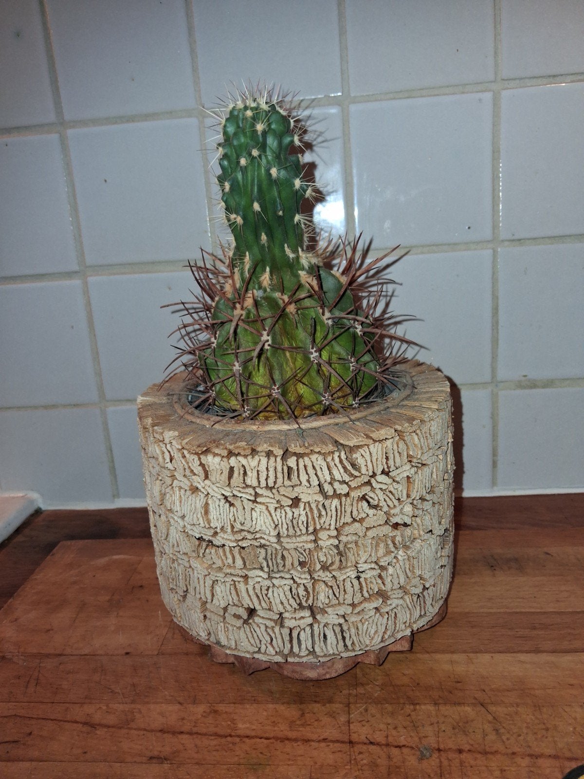 Cactus 16 cm hoog, Huis en Inrichting, Ophalen, Cactus, Volle zon, Minder dan 100 cm