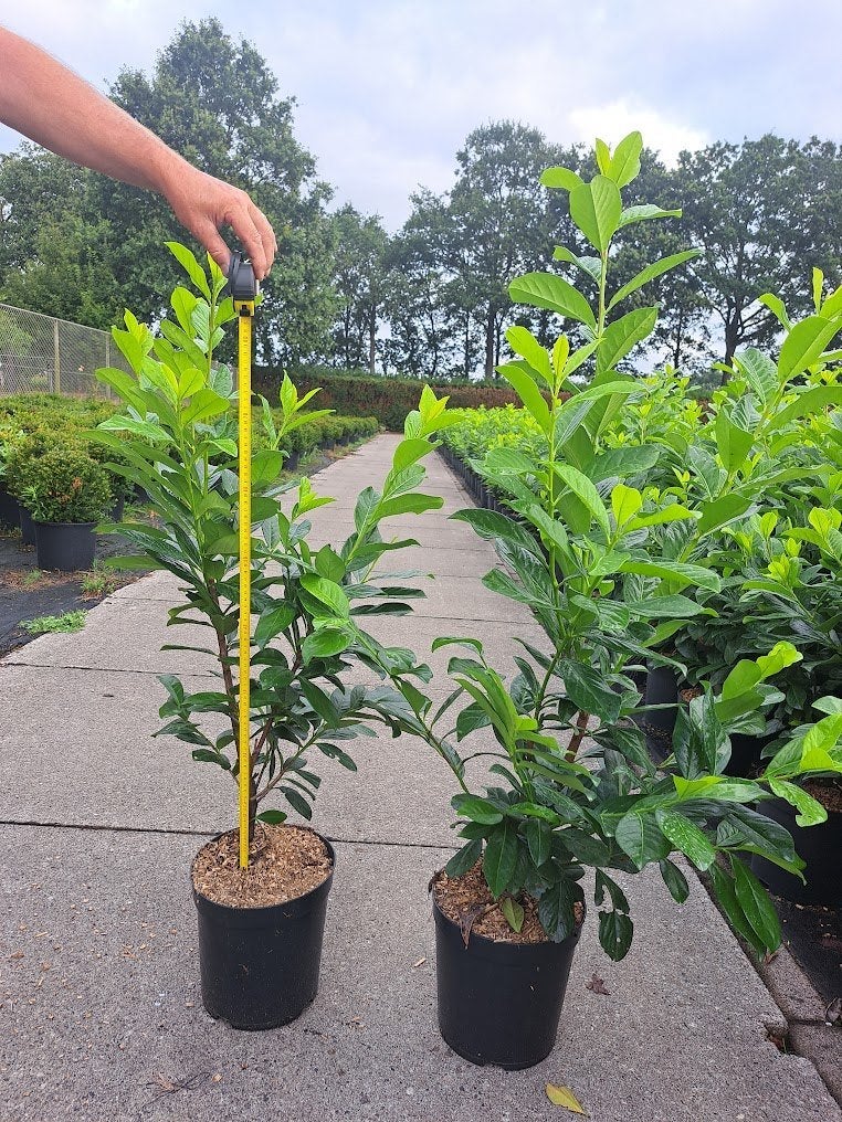 Laurier / Prunus 60-80, Tuin en Terras, Planten | Bomen, Overige soorten, Minder dan 100 cm, Halfschaduw, Lente, In pot, Ophalen