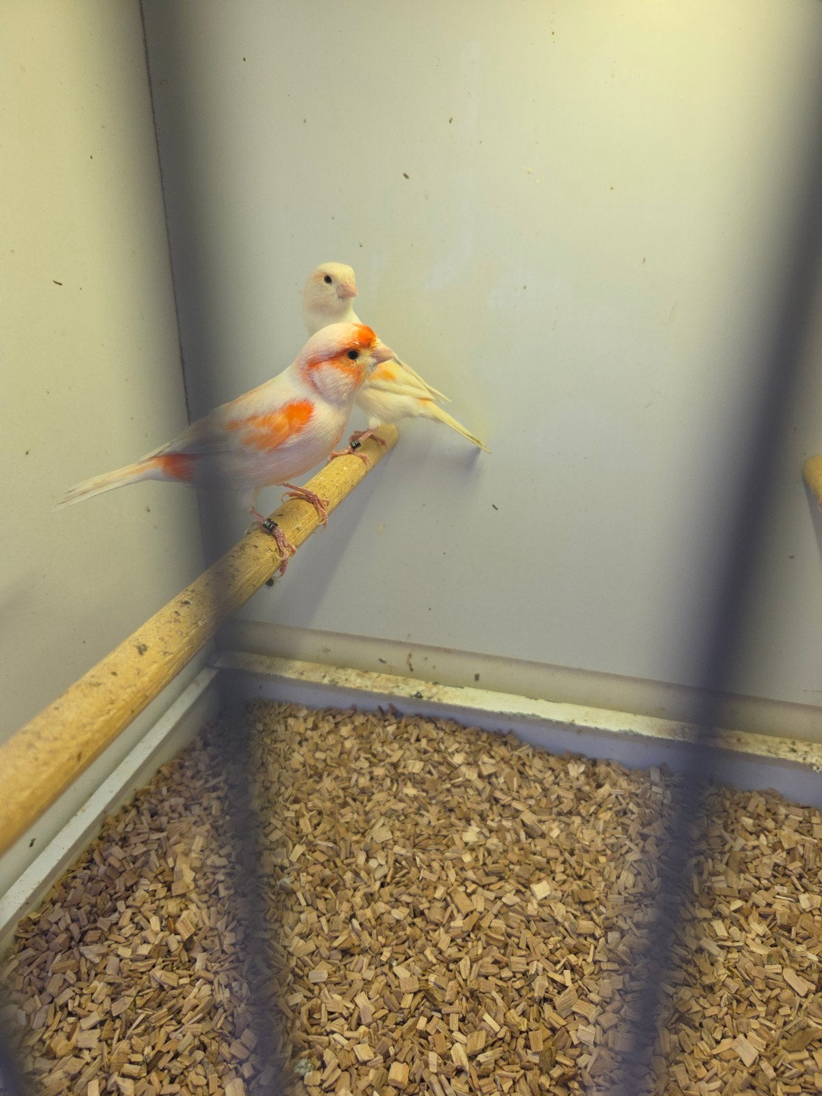 Roodmozaiek kanaries, Dieren en Toebehoren, Meerdere dieren, Kleurkanarie