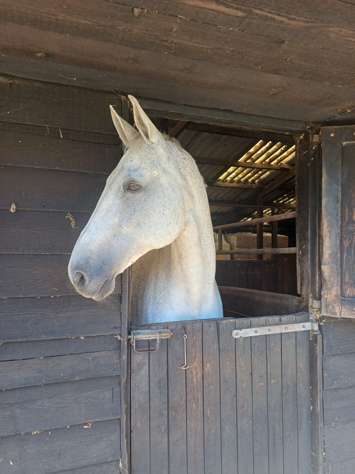 Schoolmaster te koop Conturio x Levkoi, Dieren en Toebehoren, Paarden, Springpaard, 175 cm of meer, Met stamboom, Ruin