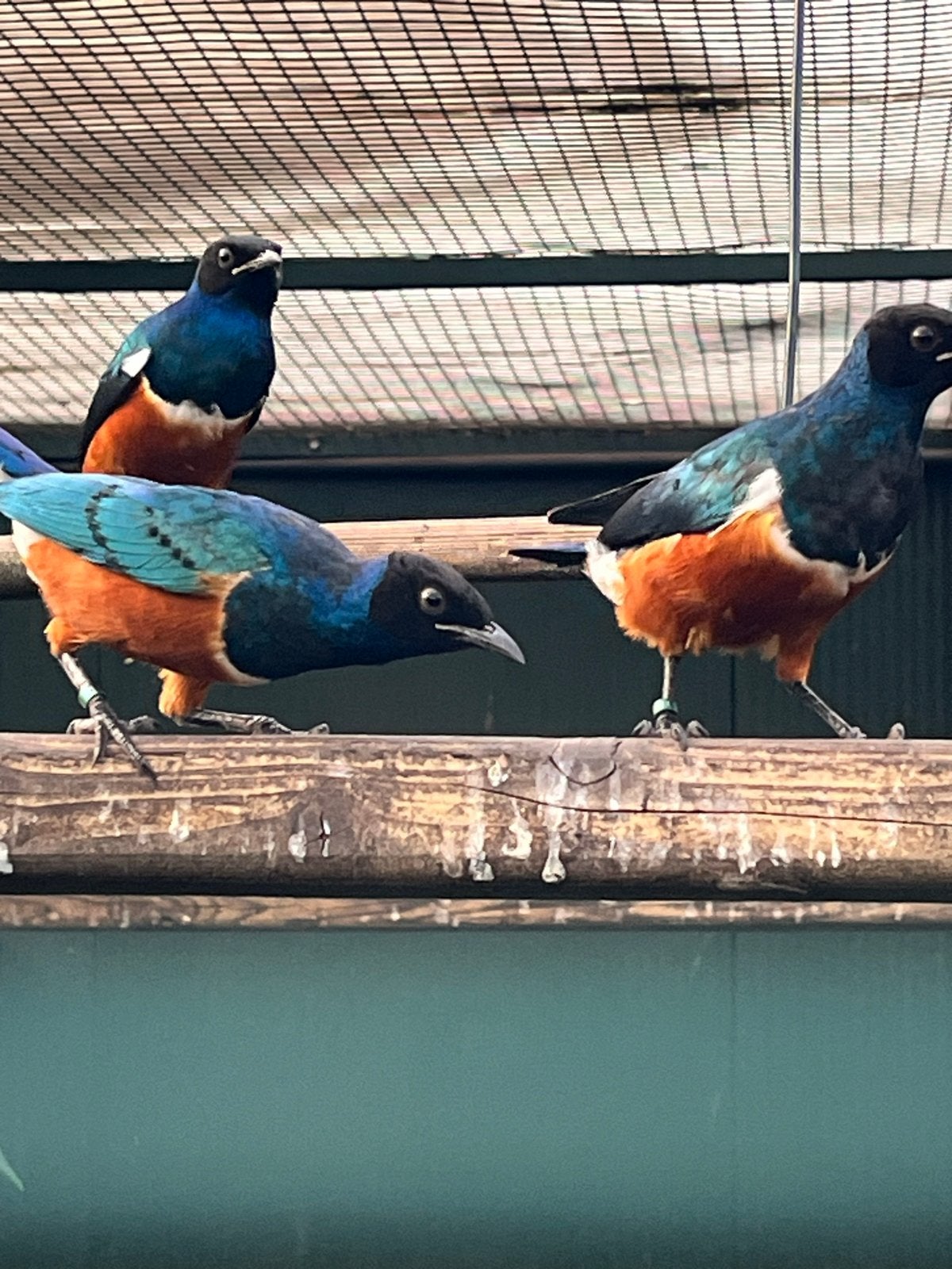 Driekleur glansspreeuwen, Dieren en Toebehoren, Mannelijk, Geringd