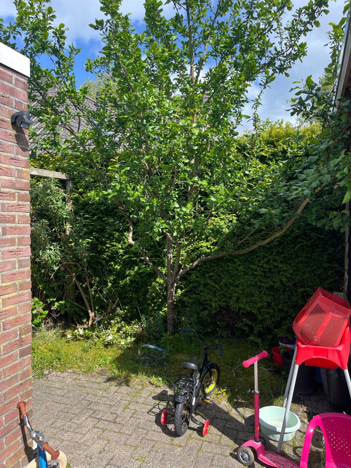 Pruimenboom - Verse pruimen uit eigen tuin, Overige soorten, Lente, 250 tot 400 cm, Ophalen