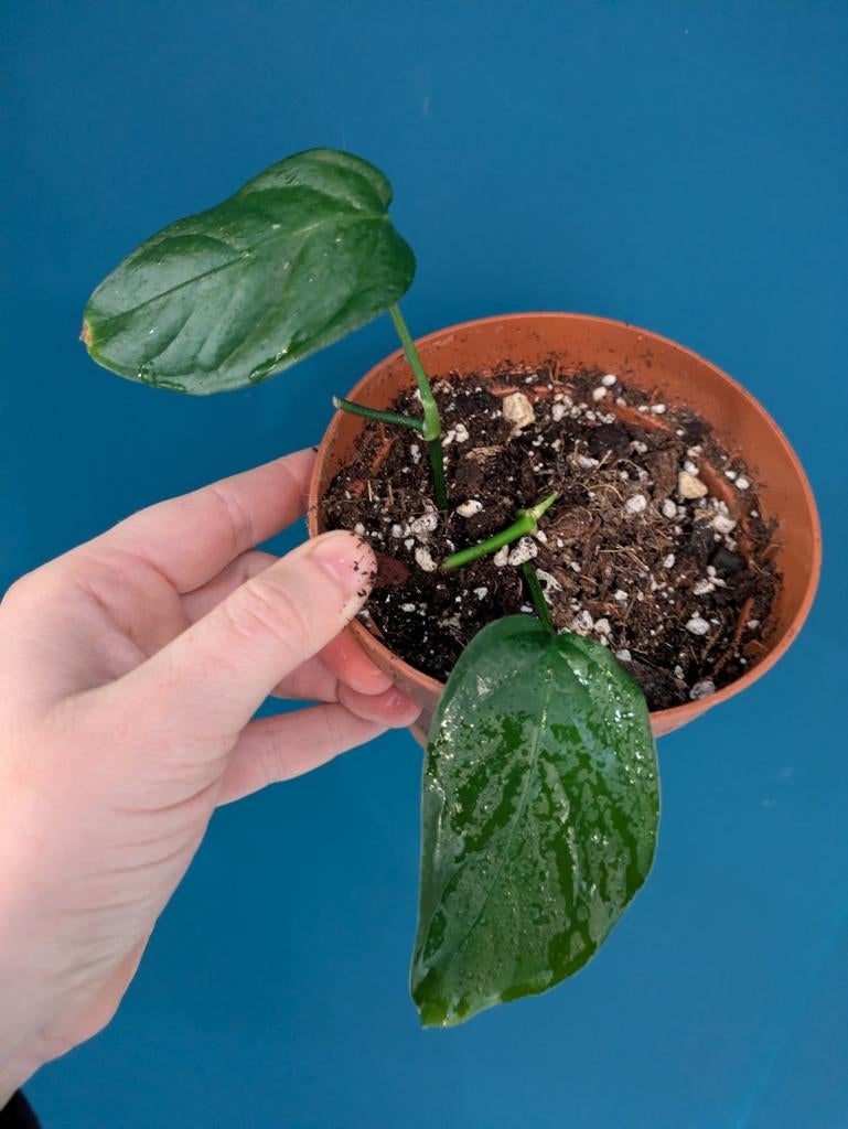 Monstera Oubliqua Colombia klein plantje, Ophalen of Verzenden, Halfschaduw, Minder dan 100 cm
