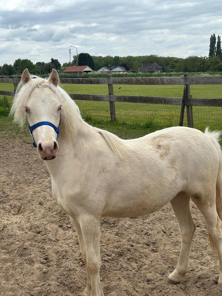 Cremello veulen te koop!, Dieren en Toebehoren, Merrie