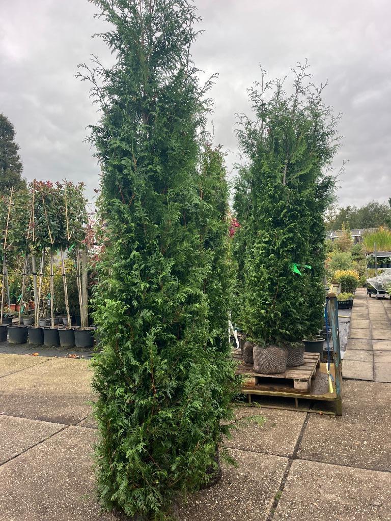 Haagconifeer, Thuja plicata 'Gelderland' 260-280 cm hoog, Ophalen, Conifeer, Haag, 250 cm of meer